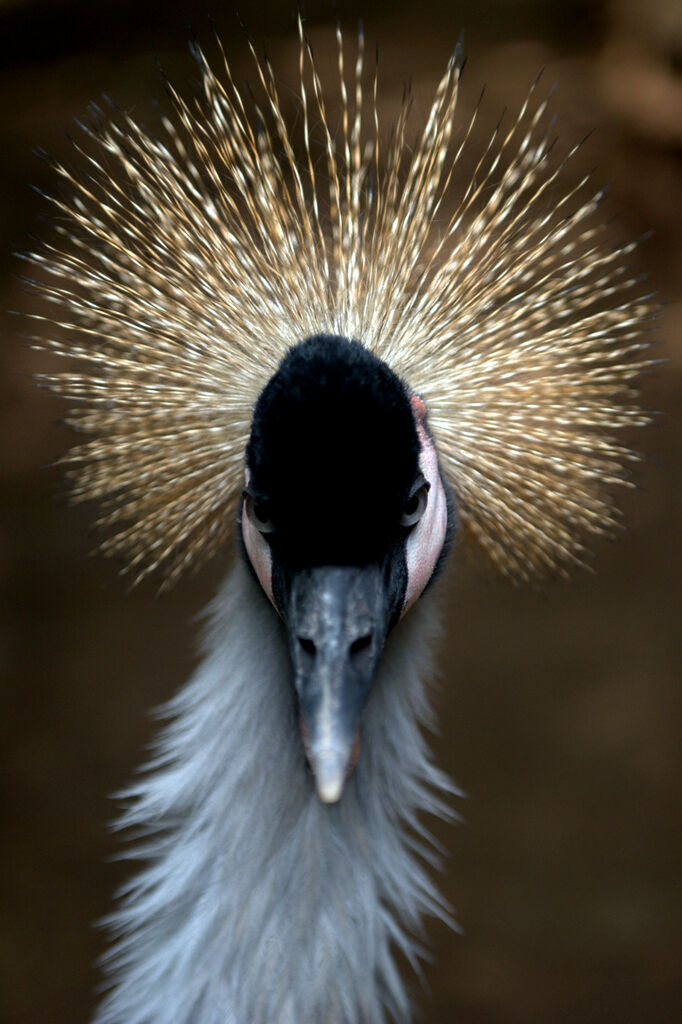 Grey Crowned Crane