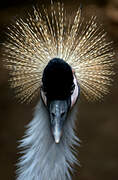 Grey Crowned Crane