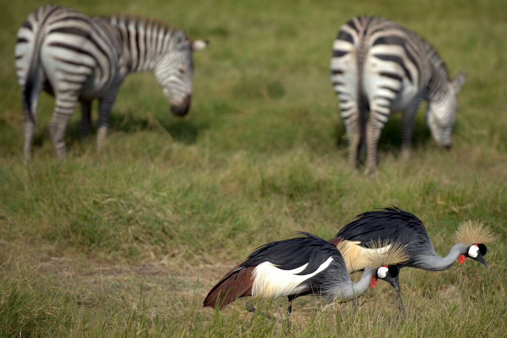 Grey Crowned Crane