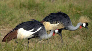 Grey Crowned Crane