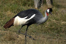 Grey Crowned Crane