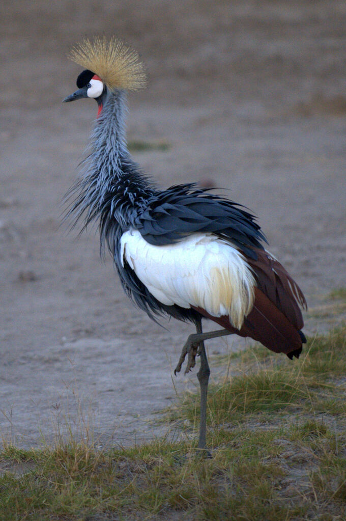 Grey Crowned Crane