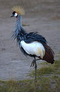 Grey Crowned Crane