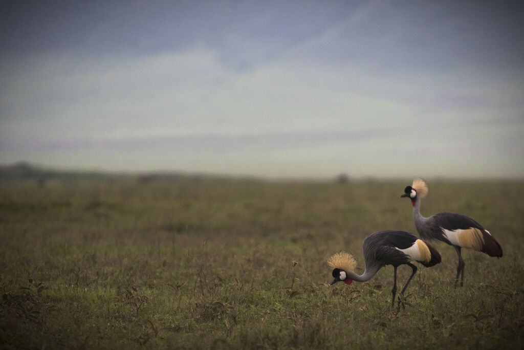 Grey Crowned Crane