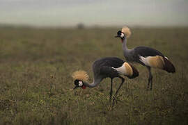 Grey Crowned Crane