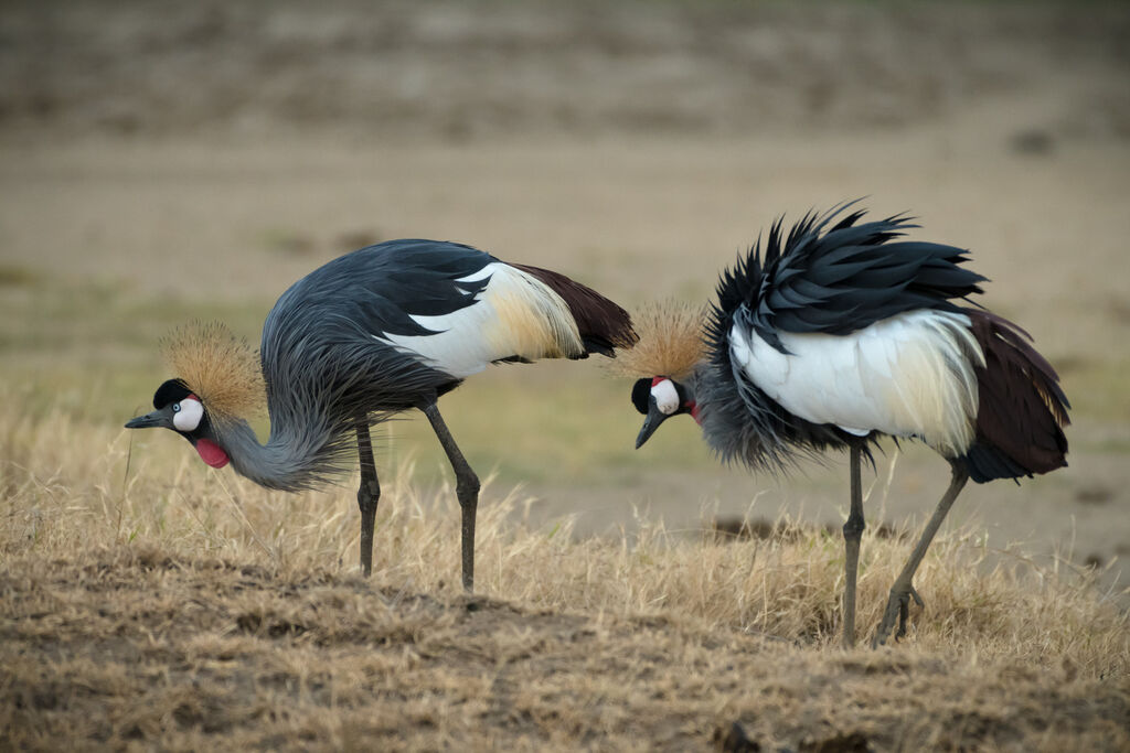 Grey Crowned Crane