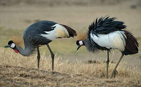 Grey Crowned Crane