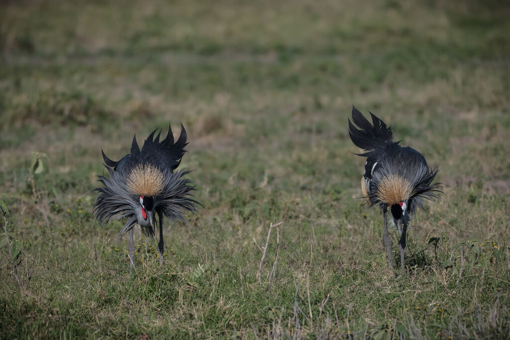 Grey Crowned Craneadult