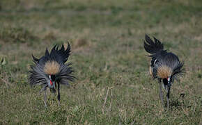 Grey Crowned Crane