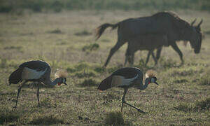 Grey Crowned Crane