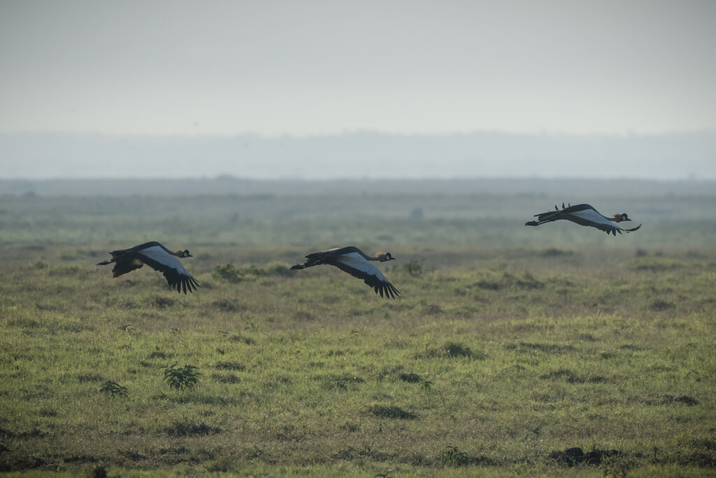 Grey Crowned Crane, Flight