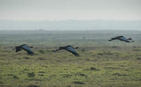 Grey Crowned Crane