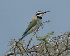 White-throated Bee-eater