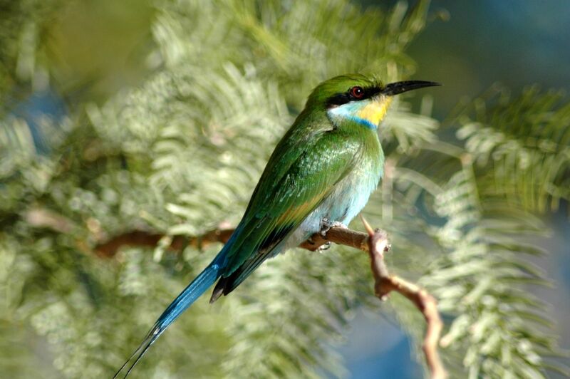 Swallow-tailed Bee-eater