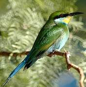 Swallow-tailed Bee-eater