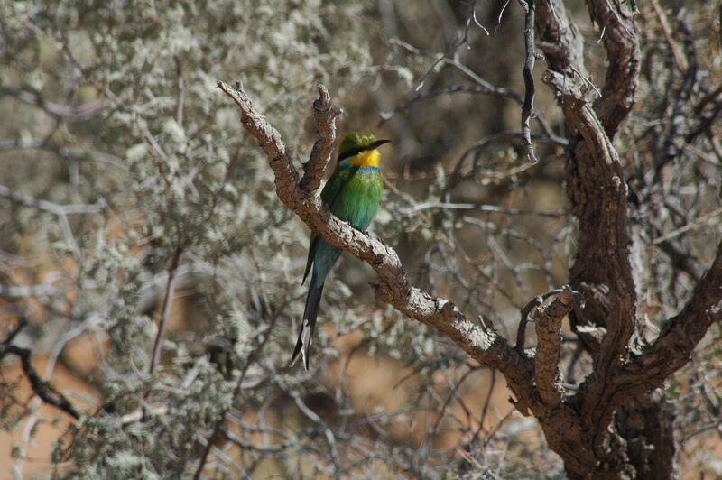 Swallow-tailed Bee-eater