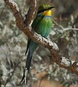 Swallow-tailed Bee-eater