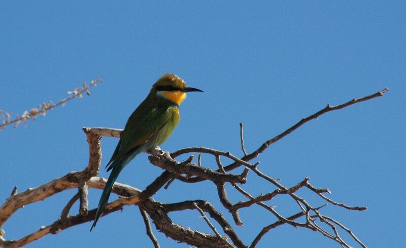 Swallow-tailed Bee-eater