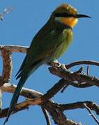 Swallow-tailed Bee-eater