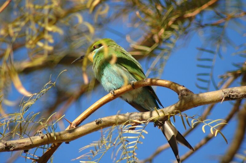 Swallow-tailed Bee-eater