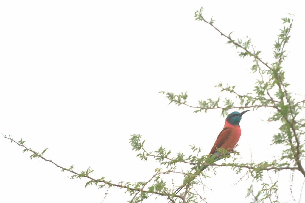 Northern Carmine Bee-eater