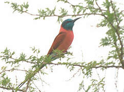 Northern Carmine Bee-eater