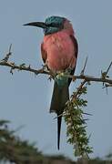 Northern Carmine Bee-eater