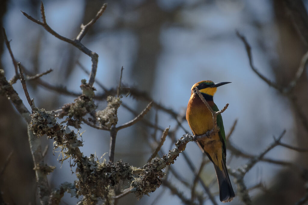 Cinnamon-chested Bee-eater