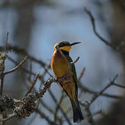 Cinnamon-chested Bee-eater