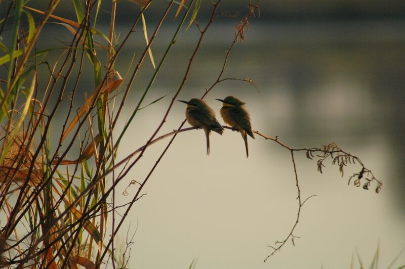 Little Bee-eater