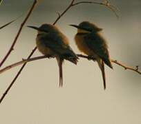 Little Bee-eater