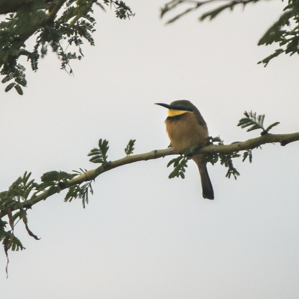 Little Bee-eater