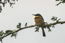 Little Bee-eater