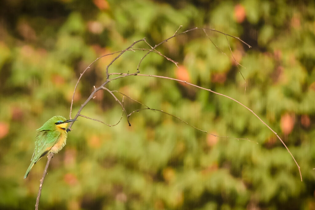 Little Bee-eater