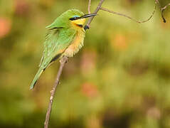 Little Bee-eater