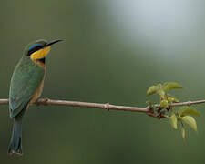 Little Bee-eater