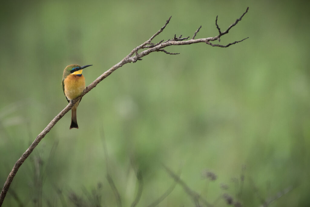 Little Bee-eater