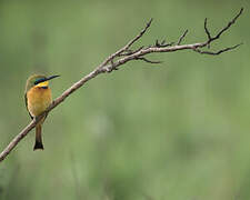 Little Bee-eater