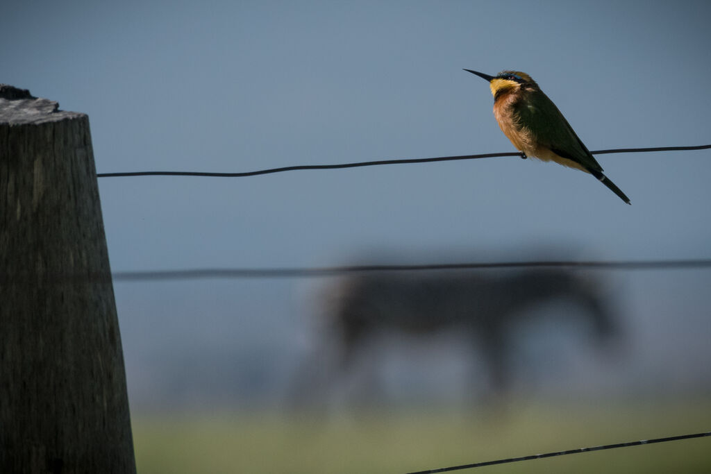 Little Bee-eater