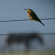 Little Bee-eater