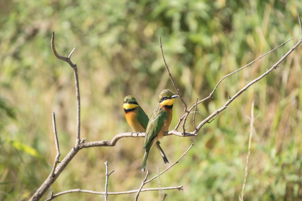 Little Bee-eater