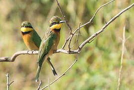 Little Bee-eater