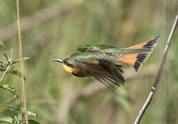 Little Bee-eater