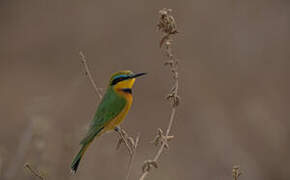 Little Bee-eater