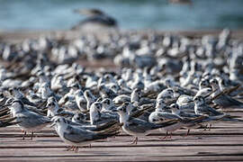 White-winged Tern