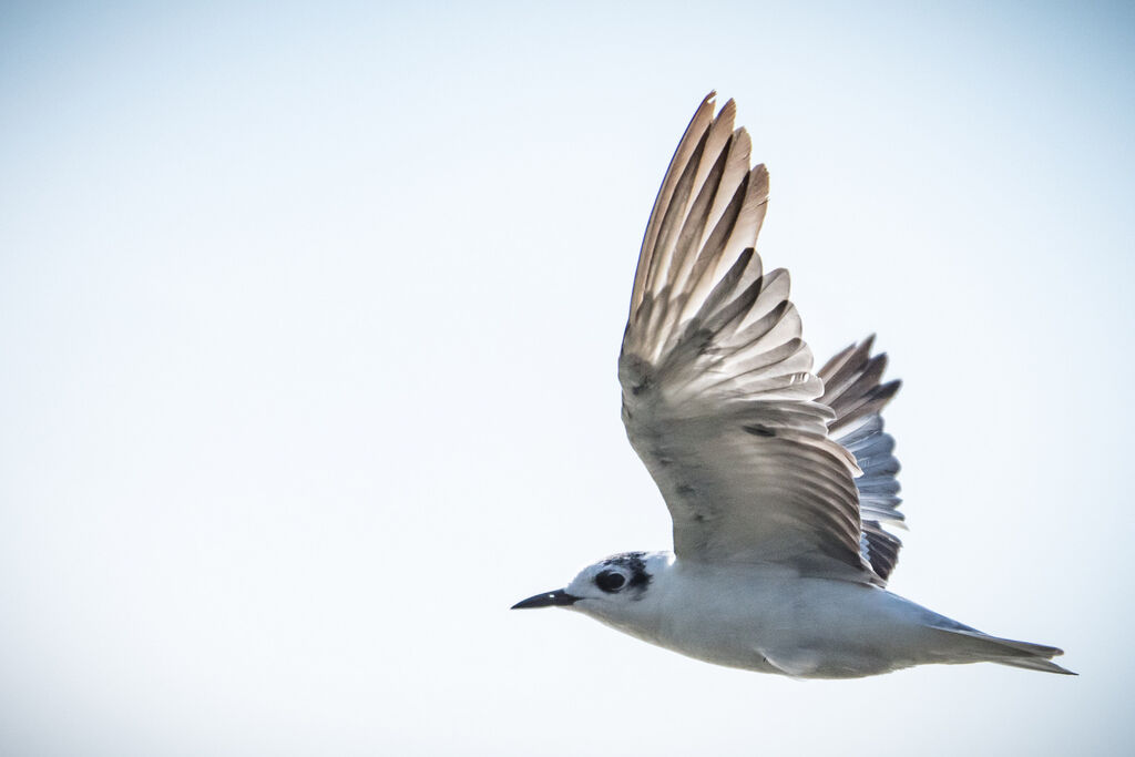 Guifette leucoptère