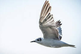 White-winged Tern