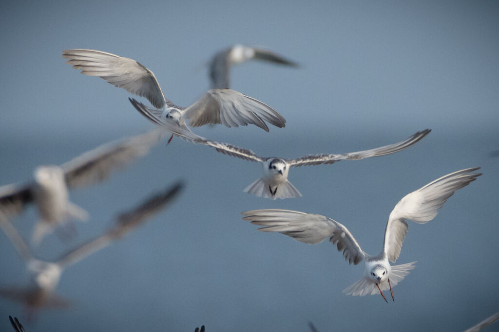 White-winged Tern