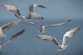 White-winged Tern