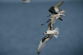 White-winged Tern